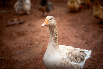 Buff goose © AGrandemange