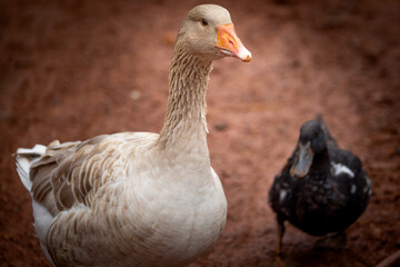 Buff goose and duck © AGrandemange