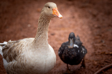 Buff goose and duck © AGrandemange