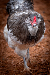 Adult rooster with red comb in backyard chicken run © AGrandemange