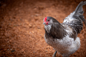 Adult rooster with red comb in backyard chicken run © AGrandemange