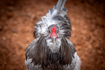 Adult rooster with red comb in backyard chicken run © AGrandemange