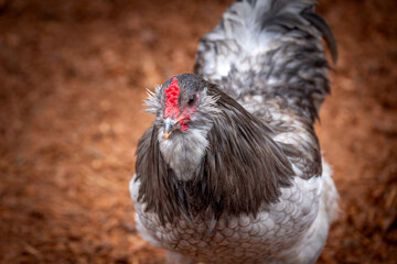 Adult rooster with red comb in backyard chicken run © AGrandemange