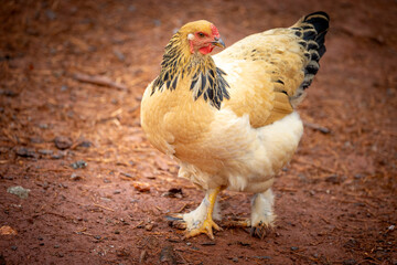 Buff Brahma chicken hen walking on dirt ground in a poultry farm © AGrandemange