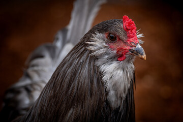 Adult rooster with red comb in backyard chicken run © AGrandemange