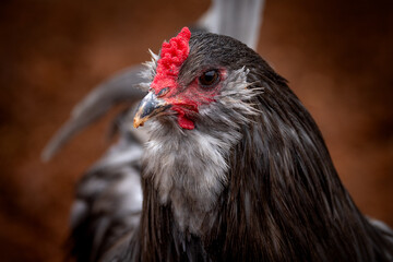 Adult rooster with red comb in backyard chicken run © AGrandemange