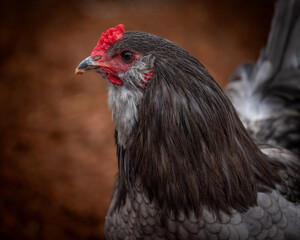 Adult rooster with red comb in backyard chicken run © AGrandemange