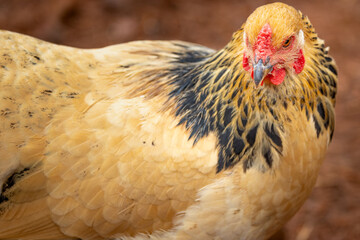 free range golden brahma chicken © AGrandemange