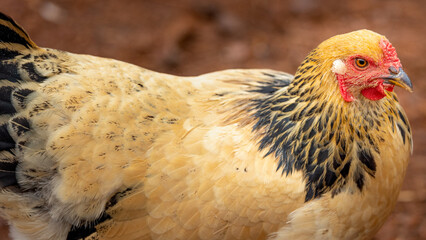 free range golden brahma chicken © AGrandemange