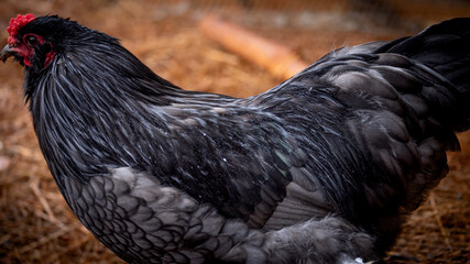 free range rooster © AGrandemange