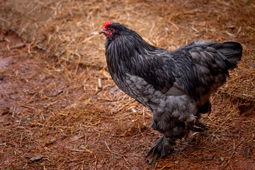 free range rooster © AGrandemange