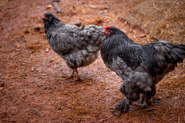 free range rooster © AGrandemange
