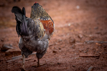 free range rooster © AGrandemange
