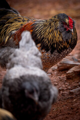 free range rooster © AGrandemange