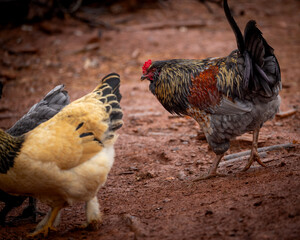 free range rooster © AGrandemange