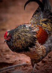 Adult domestic rooster foraging on a free range poultry farm © AGrandemange