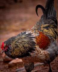 Adult domestic rooster foraging on a free range poultry farm © AGrandemange