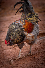 Adult domestic rooster foraging on a free range poultry farm © AGrandemange