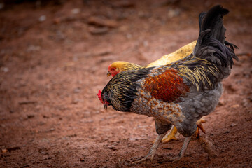 Adult domestic rooster foraging on a free range poultry farm © AGrandemange