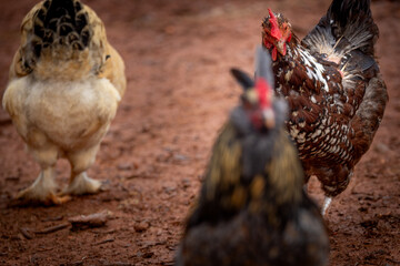 Adult domestic rooster foraging on a free range poultry farm © AGrandemange
