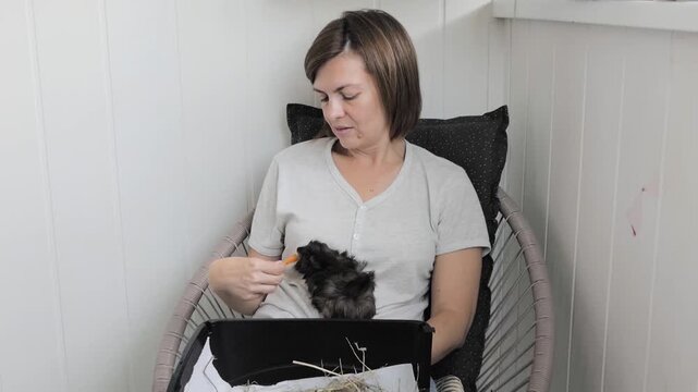 Woman feeding a cute fluffy guinea pig with a small piece of carrot while sitting in a cozy chair