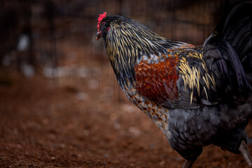 Adult domestic rooster foraging on a free range poultry farm © AGrandemange