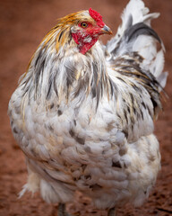 blue splash ameraucana free-ranging © AGrandemange