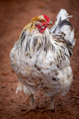 blue splash ameraucana free-ranging © AGrandemange
