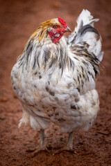 blue splash ameraucana free-ranging © AGrandemange