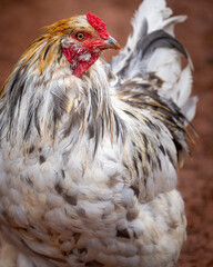 blue splash ameraucana free-ranging © AGrandemange