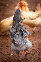 free range rooster © AGrandemange