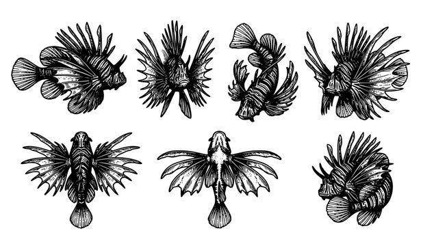 Artistic hand drawn lionfish ink sketch collection in black and white monochrome style