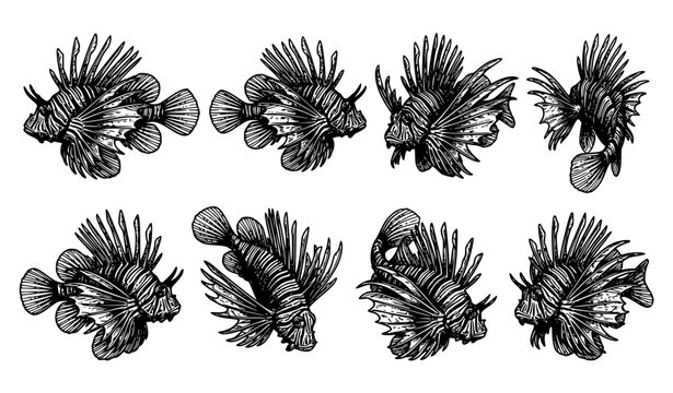 Hand drawn lionfish illustration set in black and white with detailed marine fish sketches