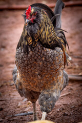 Adult domestic rooster foraging on a free range poultry farm © AGrandemange