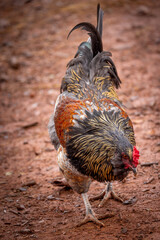 Adult domestic rooster foraging on a free range poultry farm © AGrandemange