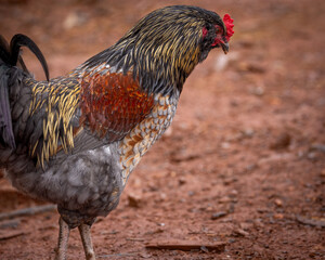 Adult domestic rooster foraging on a free range poultry farm © AGrandemange