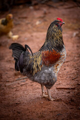 Adult domestic rooster foraging on a free range poultry farm © AGrandemange