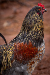 Adult domestic rooster foraging on a free range poultry farm © AGrandemange