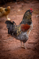 Adult domestic rooster foraging on a free range poultry farm © AGrandemange