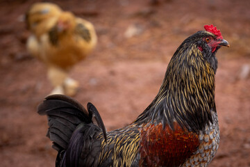 Adult domestic rooster foraging on a free range poultry farm © AGrandemange