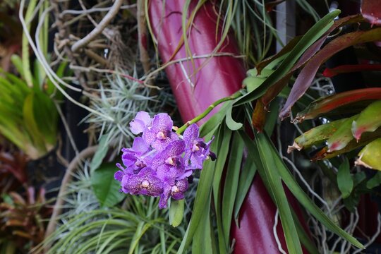 Orchid of genus Vanda. Flowering plant. Gardens by the Bay in Singapore.