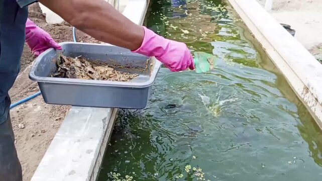 Maggots are the larvae of the black soldier fly (*Hermetia illucens*); they effectively decompose organic waste, can be cultivated, and hold economic value as animal feed, such as for fish.