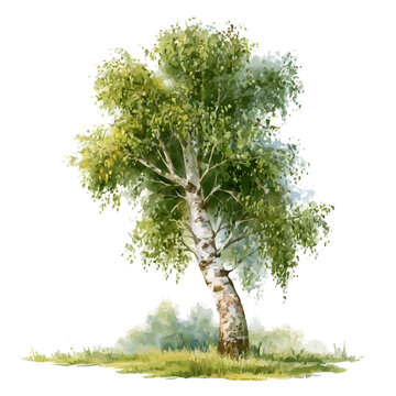 Birch Tree watercolor artwork, high-quality professional vector illustration isolated on a white background.