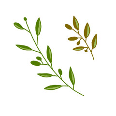 Fototapeta premium Set of hand drawn olive branches with leaves and fruits isolated on white background