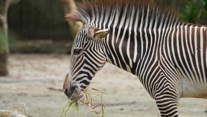 Obraz premium Majestic Grevys Zebra Grazing in Its Natural Environment