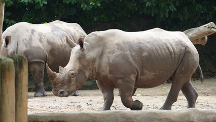 Two majestic white rhinos walking in their natural habitat © Jimmy