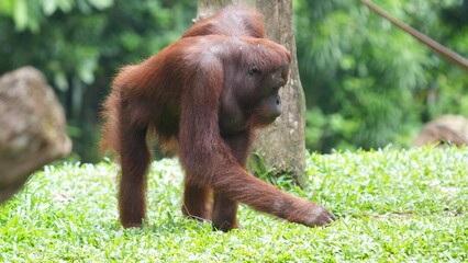 Majestic Orangutan Walking in Lush Green Habitat © Jimmy