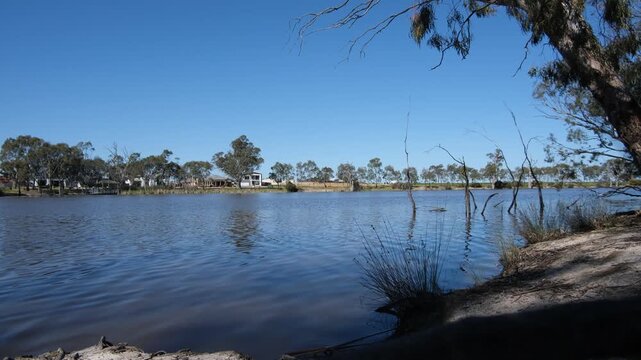 Wimmera River in Horsham, Victoria, Australia, dead timber snags protruding from the water,&nbsp;framing native river red gums and residential houses along the opposite riverbank