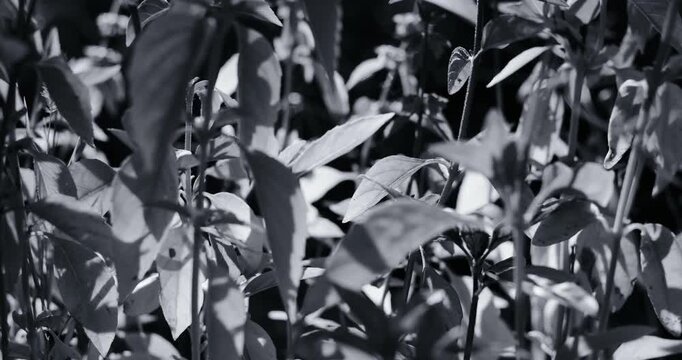 Close-up black and white footage of a potted basil plant, with strong backlighting filtering through the leaves to create stark contrast, deep shadows, and a shallow focus.
