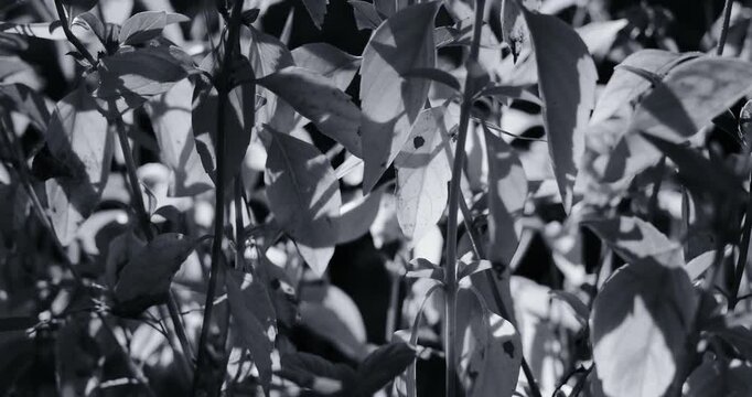 Close-up black and white footage of a potted basil plant, with strong backlighting filtering through the leaves to create stark contrast, deep shadows, and a shallow focus.